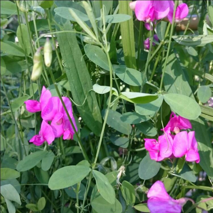 Plant image Lathyrus Odoratus 'Memories'