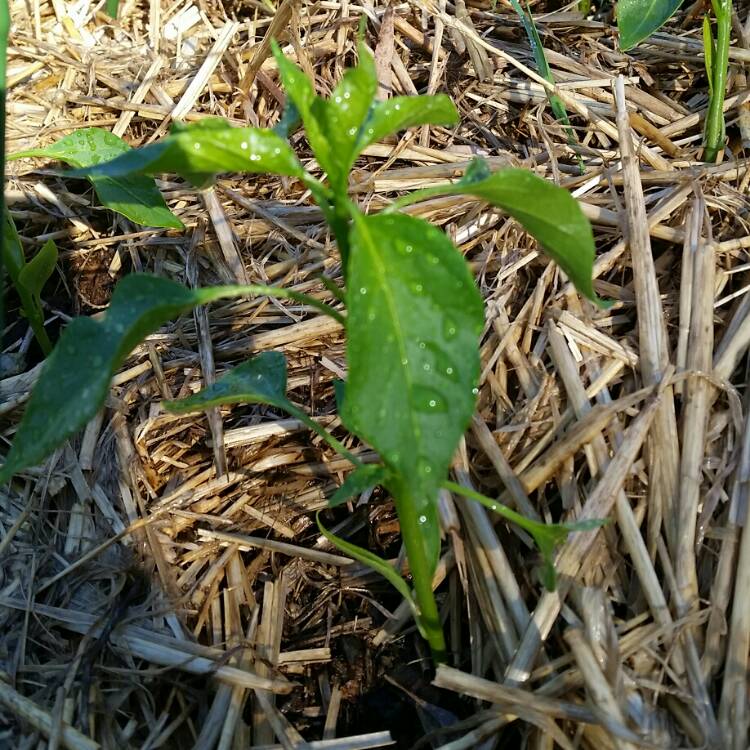 Plant image Capsicum Annuum 'Poblano'