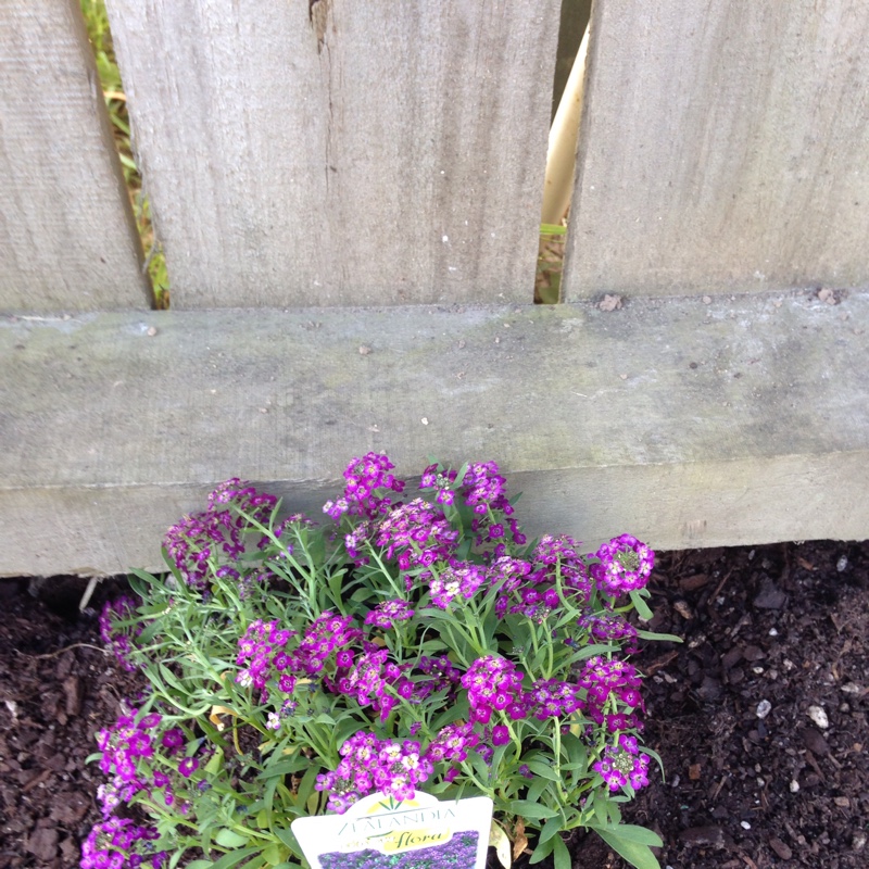 Lobularia maritima  syn. Alyssum maritimum