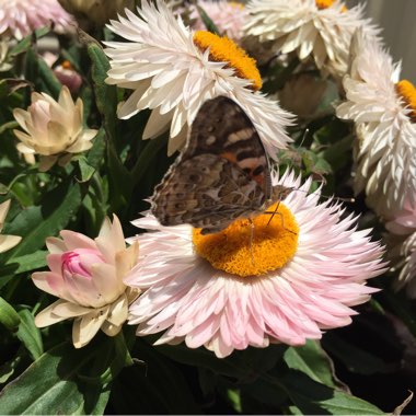 Xerochrysum bracteatum  syn. Helichrysum bracteatum, Bracteantha bracteata