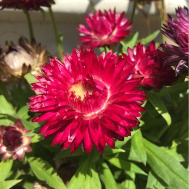 Xerochrysum bracteatum  syn. Helichrysum bracteatum, Bracteantha bracteata