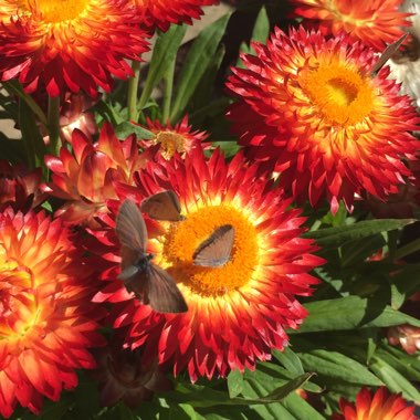 Xerochrysum bracteatum  syn. Helichrysum bracteatum, Bracteantha bracteata