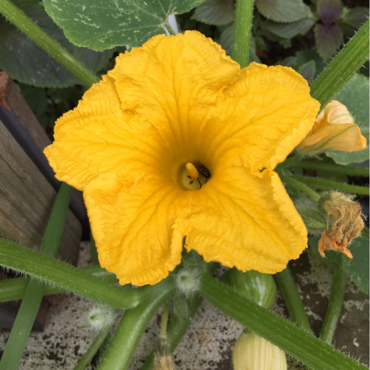 Plant image Cucurbita maxima 'Kabocha'