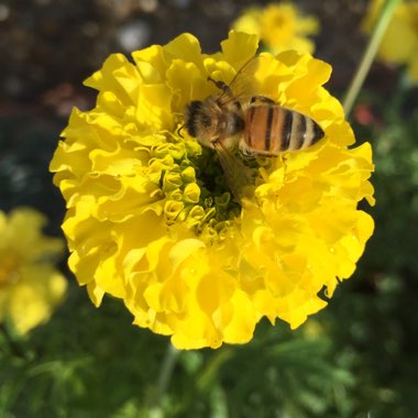 Tagetes