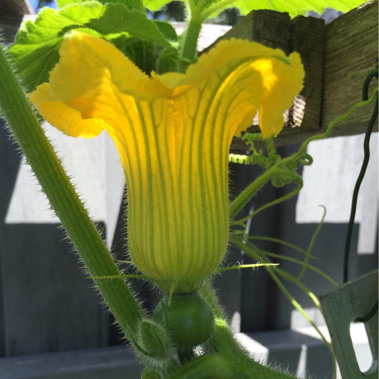 Plant image Cucurbita maxima 'Kabocha'