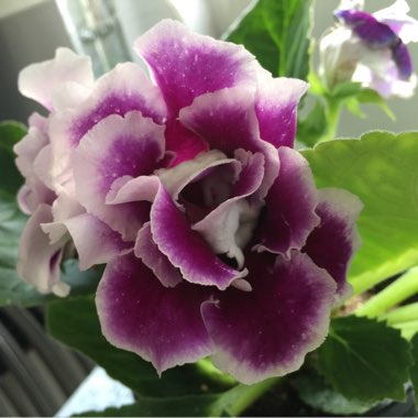 Gloxinia