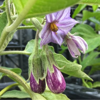 Solanum melongena 'Pinstripe'