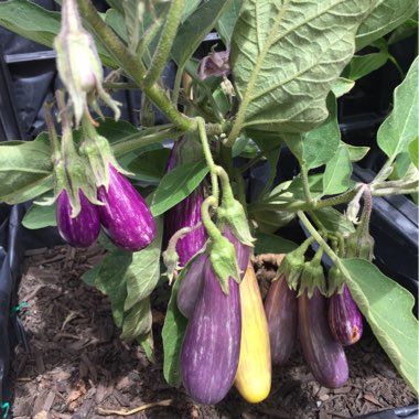 Solanum melongena 'Pinstripe'