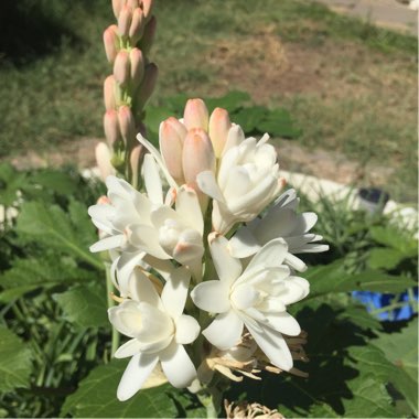 Polianthes tuberosa