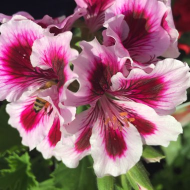 Geranium