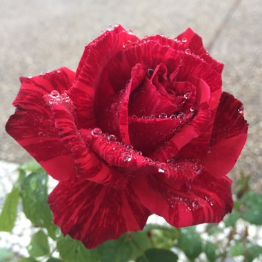 Rosa