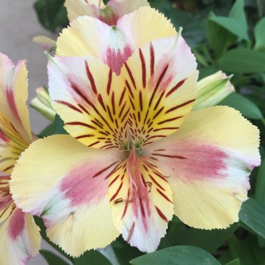 Alstroemeria 'Staprisara' (Princess Series) syn. Alstroemeria 'Princess Sara', Alstroemeria 'Colorita Sara'