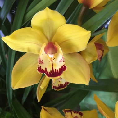 Cymbidium