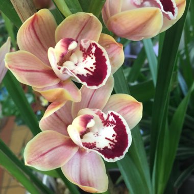 Cymbidium