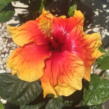 Hibiscus rosa-sinensis