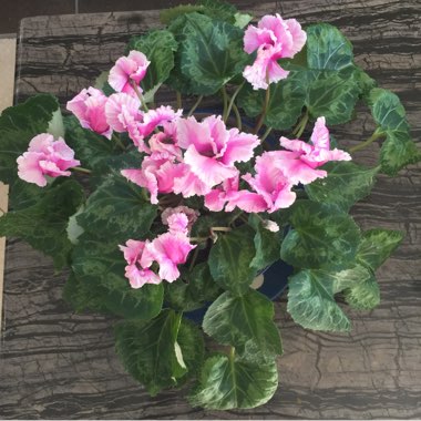 Cyclamen