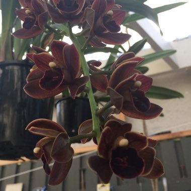 Cymbidium