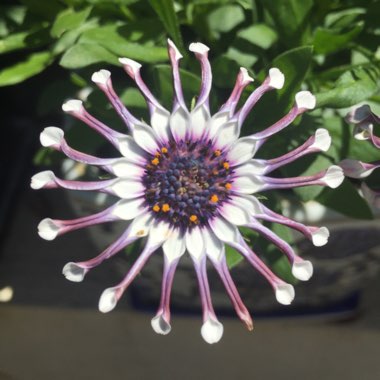 Osteospermum 'Margarita White Spoon'