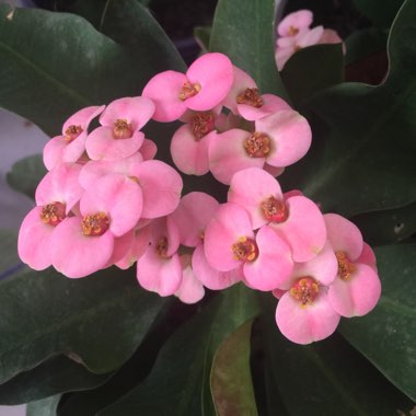 Euphorbia milii