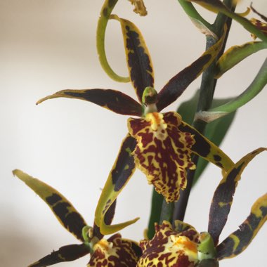 Brassia verrucosa