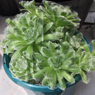 Sempervivum Arachnoideum Cebenese