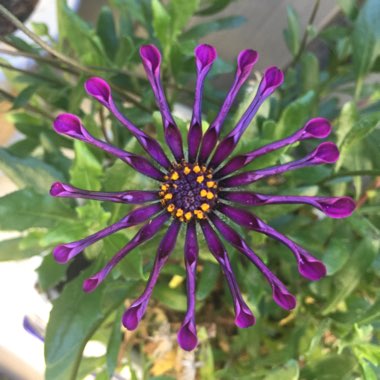 Osteospermum 'Margarita White Spoon'