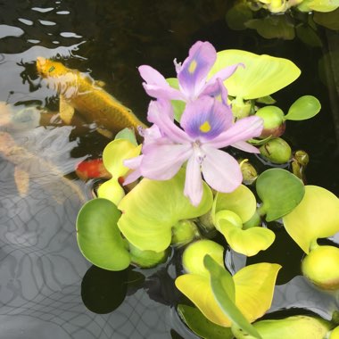 Eichhornia crassipes