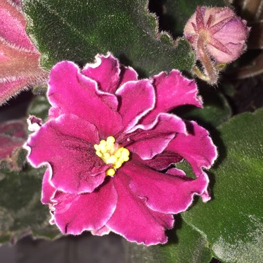 Streptocarpus sect. Saintpaulia  syn. Saintpaulia