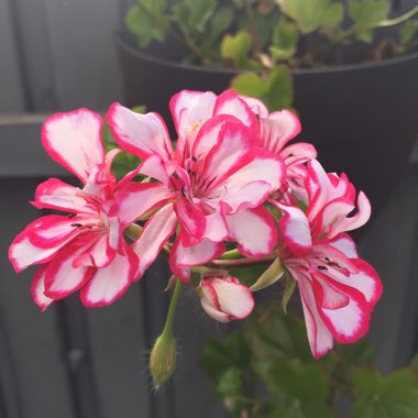 Geranium