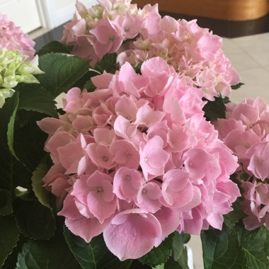 Hydrangea