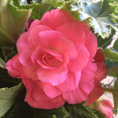 Begonia hiemalis 'Dragone Dusty Rose'