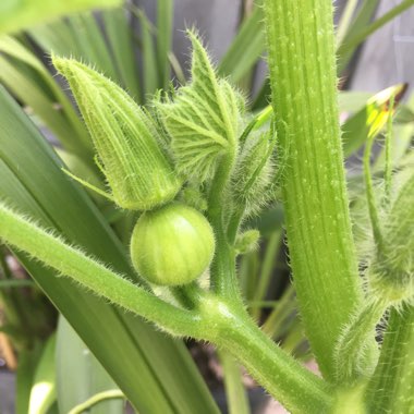 Cucurbita maxima 'Kabocha'