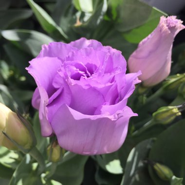 Eustoma russellianum