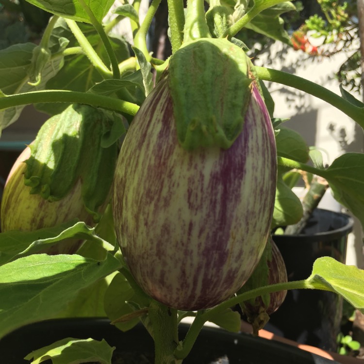 Plant image Solanum melongena 'Pinstripe'