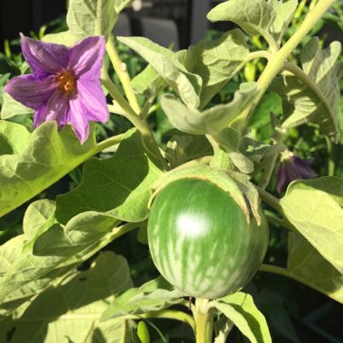 Solanum melongena