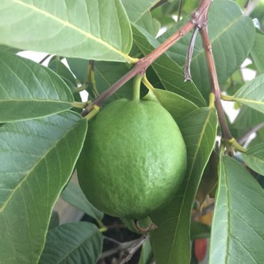 Psidium Guajava