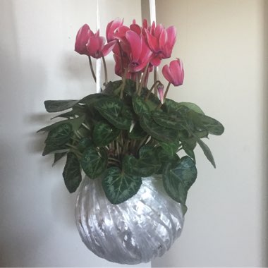 Cyclamen