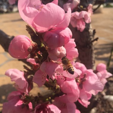 Prunus persica 'Avalon Pride'