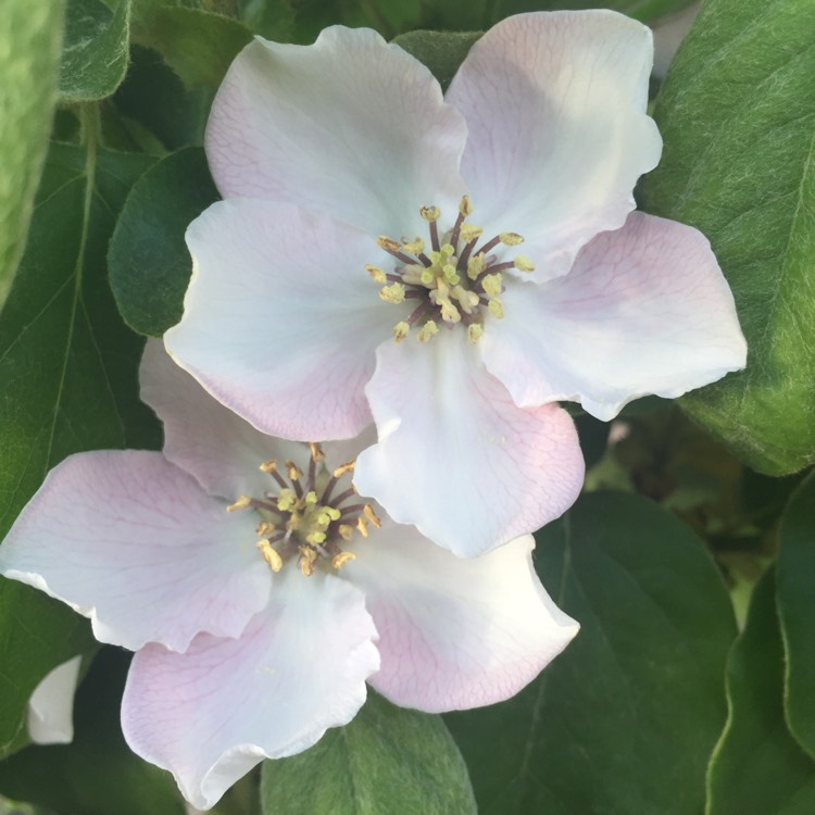 Plant image Cydonia oblonga 'Meech's Prolific'