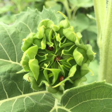 Helianthus annuus