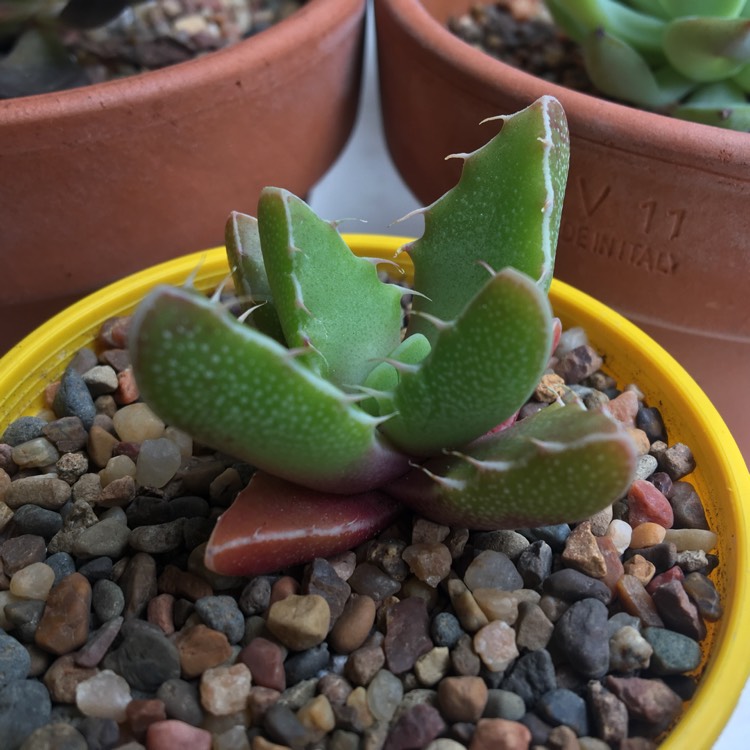 Plant image Faucaria tigrina variegata