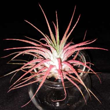 Tillandsia ionantha 'Red'