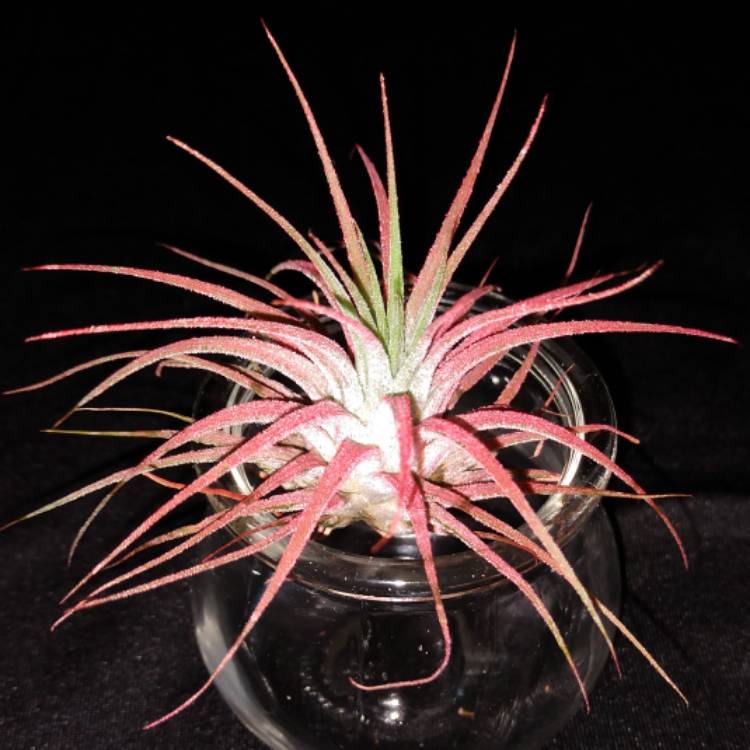 Plant image Tillandsia ionantha 'Red'