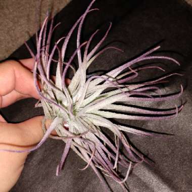 Tillandsia 'Houston'