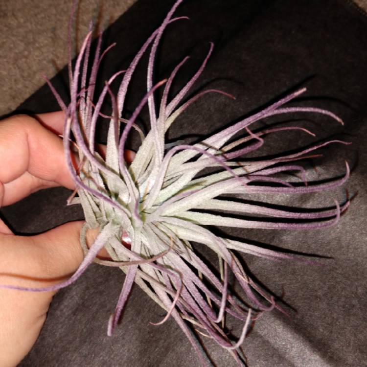 Plant image Tillandsia 'Houston'