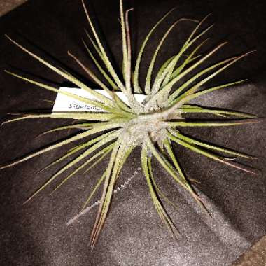 Tillandsia Ionantha 'Guatemala'