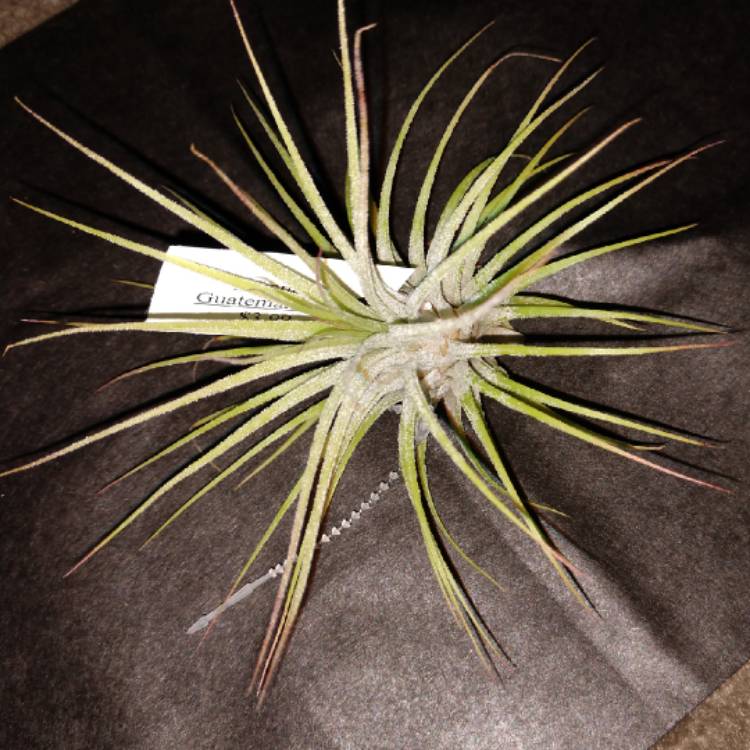 Plant image Tillandsia Ionantha 'Guatemala'