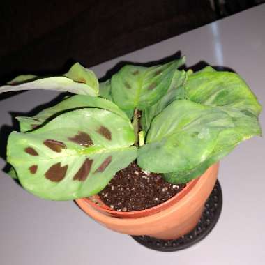 Maranta Leuconeura 'Kim'