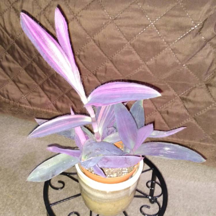 Plant image Tradescantia pallida 'Pink Stripe'