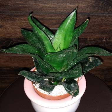 Sansevieria trifasciata 'Hahnii'